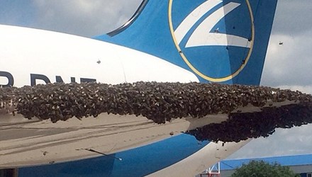 Nga: Hãi hùng hàng nghìn con ong “tấn công” máy bay chở khách