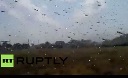 Cảnh châu chấu tấn công bầu trời Nga như vũ bão