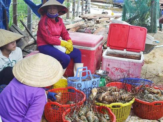 ''Thủ phủ'' tôm hùm miền Trung điêu đứng