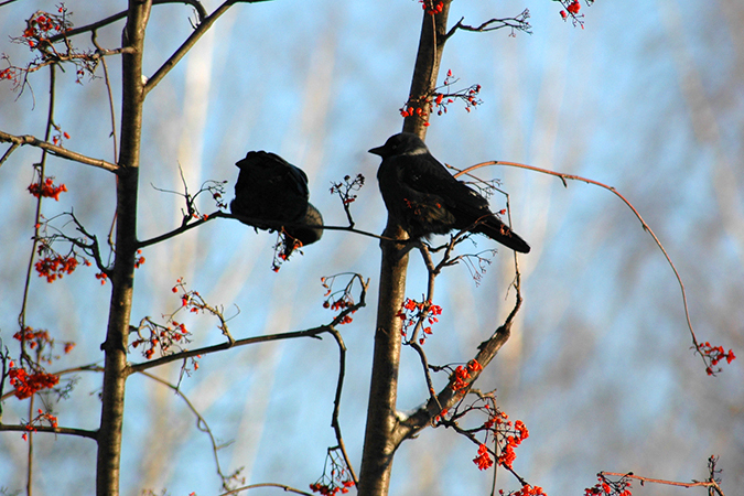 Moskva: Những ngày đầu xuân ngập nắng, ấm kỷ lục