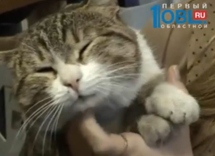 Mèo bác học ở Nga