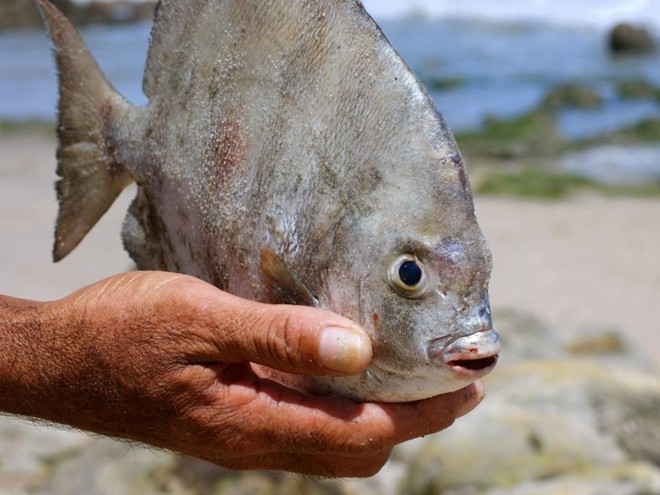 Cá cắn 'của quý' xuất hiện ở Nga