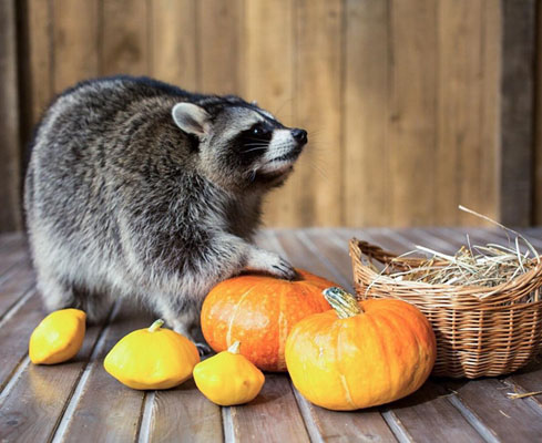 Chú gấu mèo Nga béo ú giúp chủ kiếm bộn tiền vì quá đáng yêu