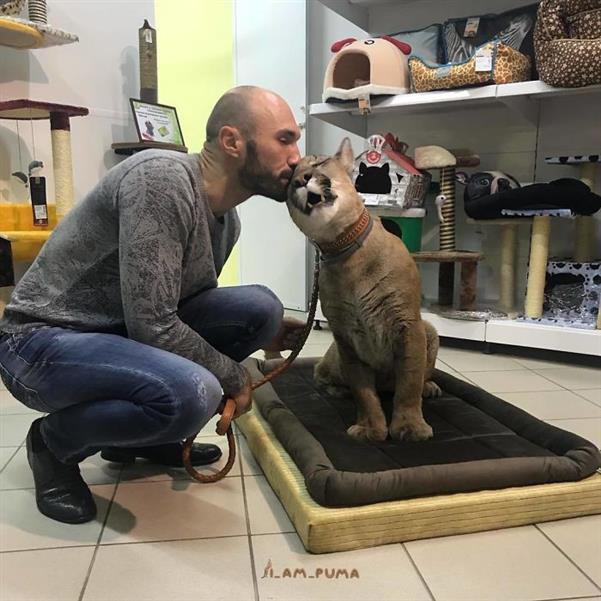 Chú báo sư tử được đôi vợ chồng Nga rước về nuôi rồi trở thành 'hot pet' đình đám trên MXH