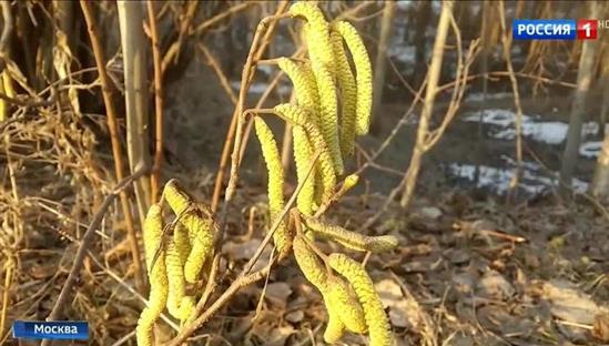 Moskva: Cây đâm chồi, gấu tỉnh dậy sớm hơn mọi năm