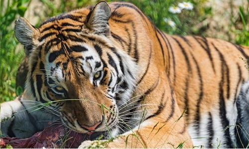 Hổ cưng của Putin “xơi tái” nguyên một con gấu