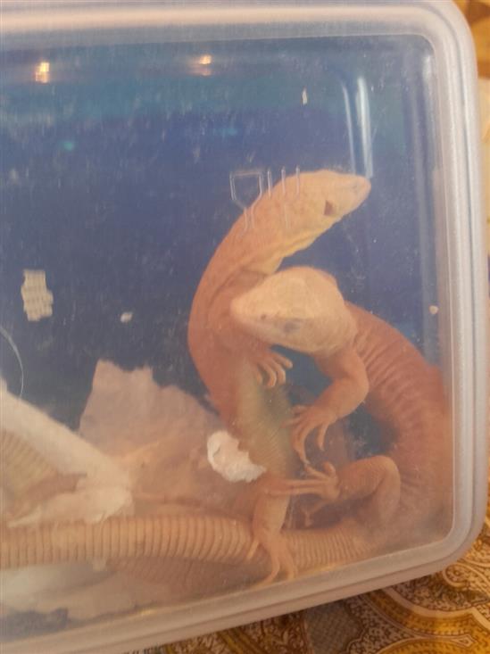 Moskva: Bắt giữ hơn 150 con rùa và kỳ nhông từ VN tại sân bay