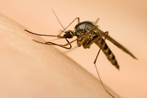 Việt Nam chưa phát hiện ca nhiễm vi rút Zika