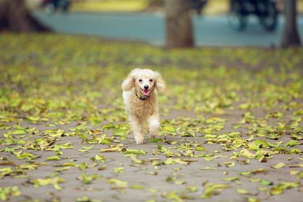 Phố phường Hà Nội đẹp nao lòng mùa lá rụng