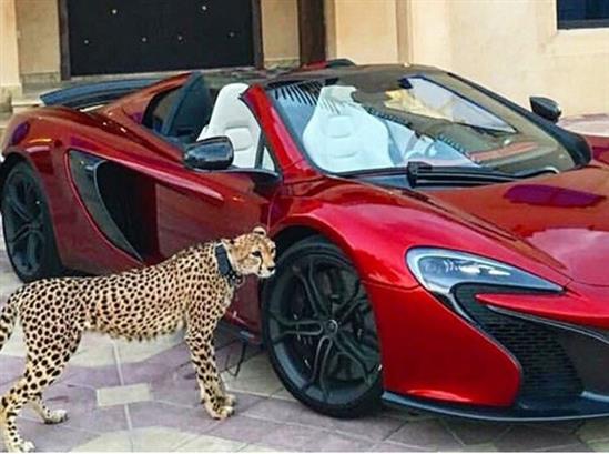 Giới nhà giàu UAE bị cấm nuôi thú dữ làm cảnh