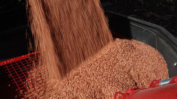 Cơ quan Tình báo Đối ngoại Nga: Armenia muốn từ bỏ ngũ cốc Nga để chuyển sang ngũ cốc Ukraina