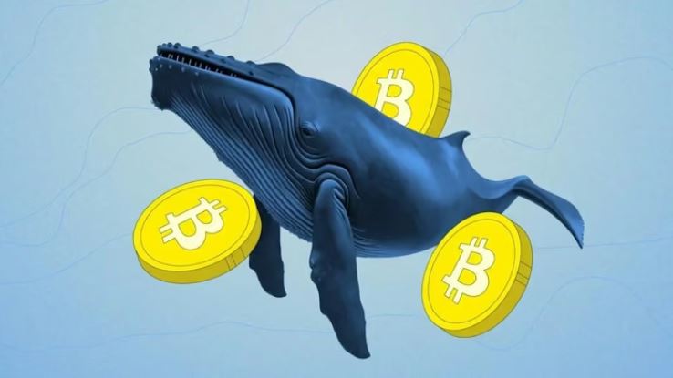 'Cá voi', 'cá mập' đang gom Bitcoin