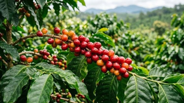 Giá cà phê Việt Nam cảnh báo sự phá huỷ tính đa dạng sinh học của đất nước