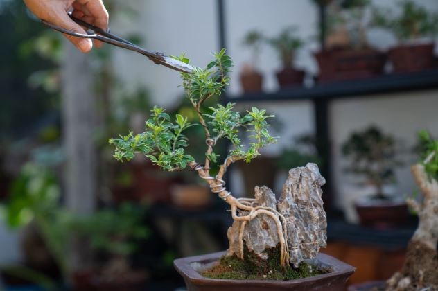 6 loại cây 
