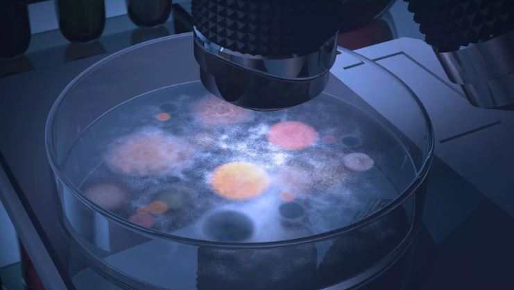 Các nhà khoa học Nga phát hiện ra các chất chống viêm mới trong vi nấm biển Việt Nam