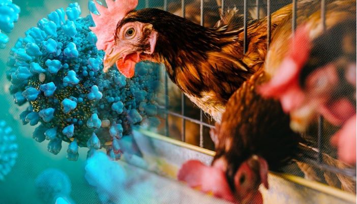 Chủng virus cúm gia cầm H5 lây lan rộng tại Australia