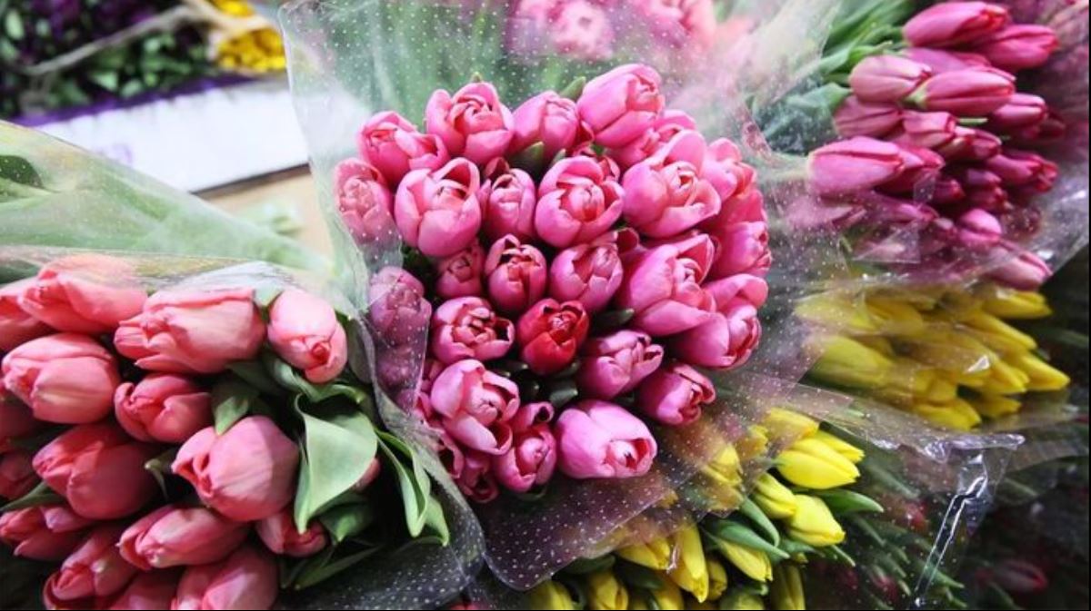 Tulip vẫn là loài hoa được ưa chuộng nhất dịp 8/3 tại Nga