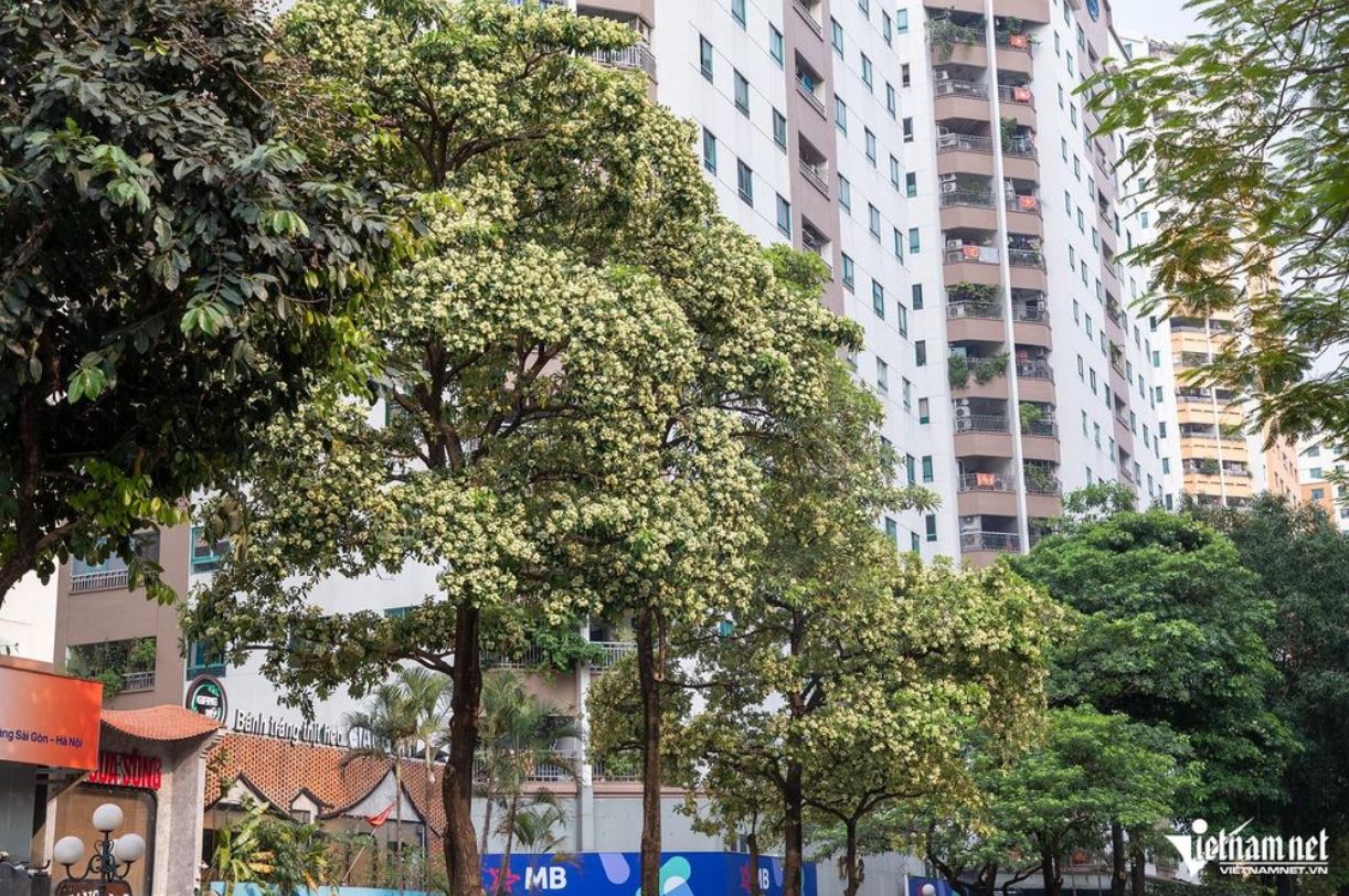 Thương hoa sữa, thương cả người mất ngủ