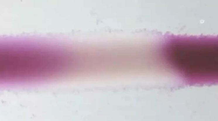 Mô cơ nhân tạo được tạo ra ở Nga