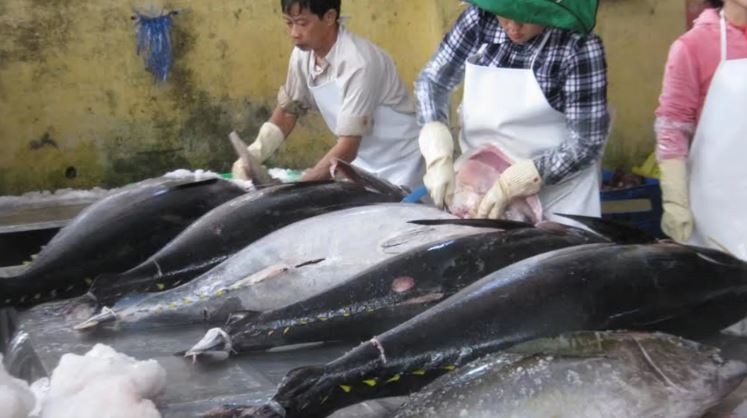 Cá ngừ Việt Nam hút khách Nga, xuất khẩu đầu năm khởi sắc