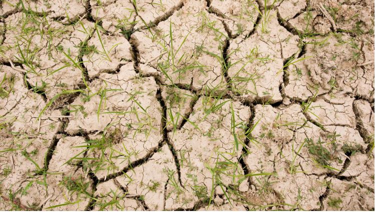 Báo động El Niño mạnh chưa từng thấy: Xuất khẩu gạo Việt Nam đối mặt kịch bản nào năm 2027?