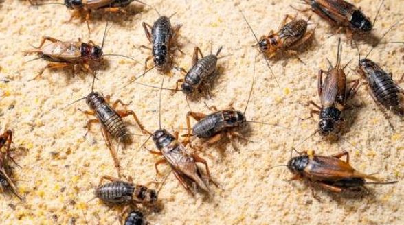 Món phổ biến ở nhiều nước nhưng PCT Ủy ban Nông nghiệp Quốc hội Nga tuyên bố người Nga 'không bao giờ ăn'