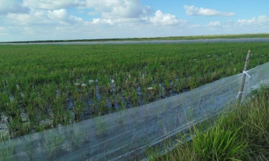 Mô hình trồng lúa quen thuộc ở Việt Nam sang Cuba lại 