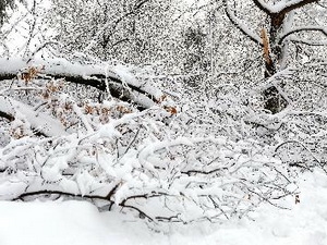 Bão tuyết hoành hành tại miền Trung Tây nước Mỹ