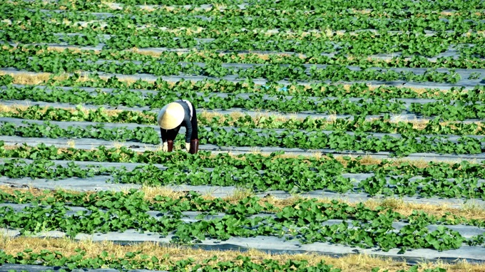 Tập đoàn Nga «Uralchem» giới thiệu tổ hợp dinh dưỡng cho cây trồng nhiệt đới ở Việt Nam