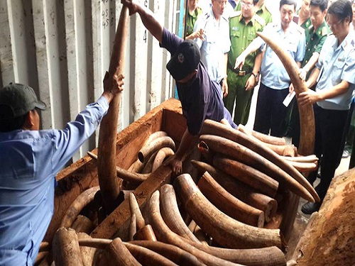 Lô hàng ngà voi hàng trăm tỷ được giấu trong gỗ để ngụy trang