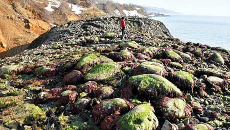 300 mét bờ biển Nhật Bản trồi lên trong một đêm