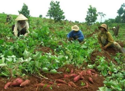 Dụ người Việt lừa nhau: Thương lái TQ lợi dụng điều gì?