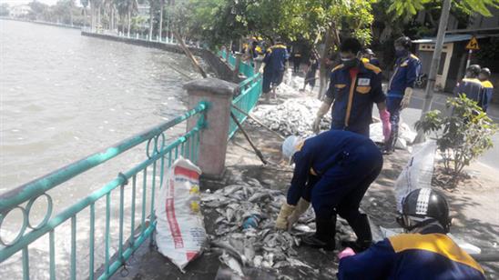 Đã vớt hơn 60 tấn cá chết ở Hồ Tây