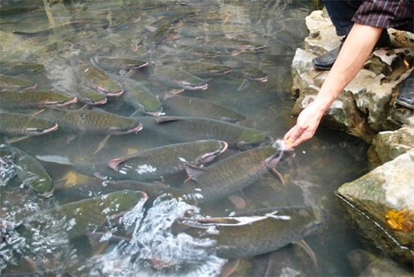 Ba đàn cá thần dân không dám ăn thịt ở Thanh Hóa