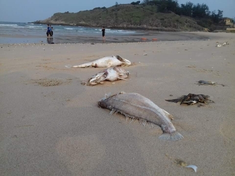 Chính thức kết luận nguyên nhân cá chết hàng loạt