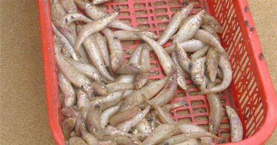 Vụ cá chết trắng biển: Dân Hà Tĩnh “ngồi trên đống lửa” vì mất kế sinh nhai