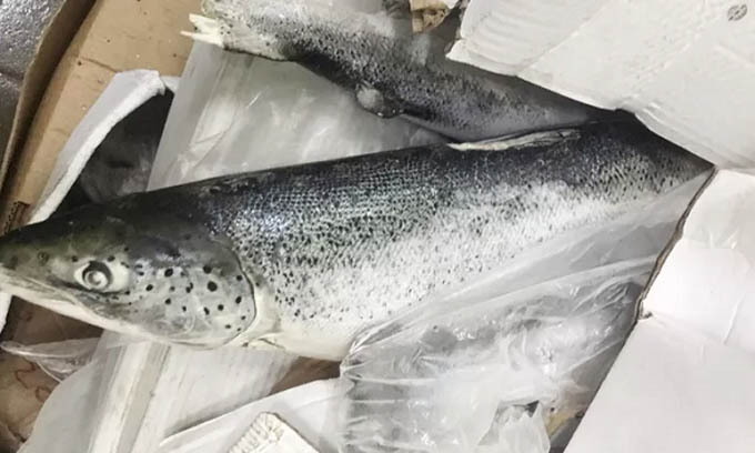 Phát hiện kho hàng gần 2,5 tấn cá hồi đã hết hạn