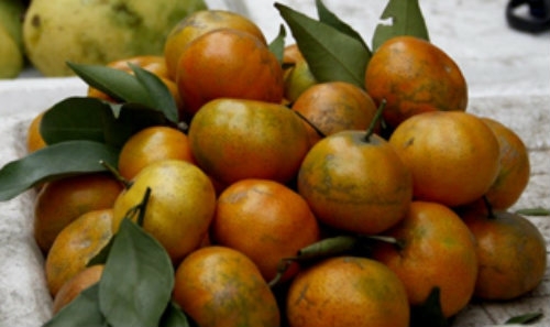 Sau bưởi Diễn, đến lượt cam Canh “đểu”