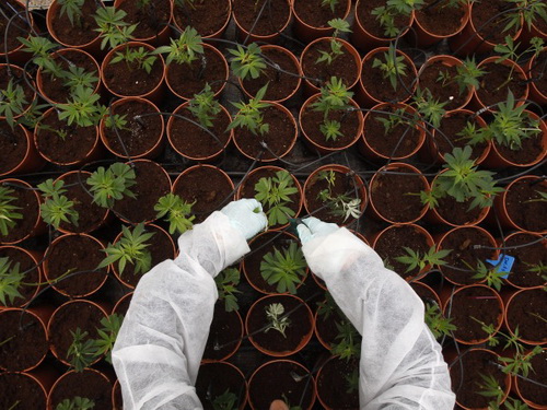 Thân phận 'nô lệ cần sa' người Việt ở Anh - Kỳ 2: Bị xích bằng sợi dây vô hình