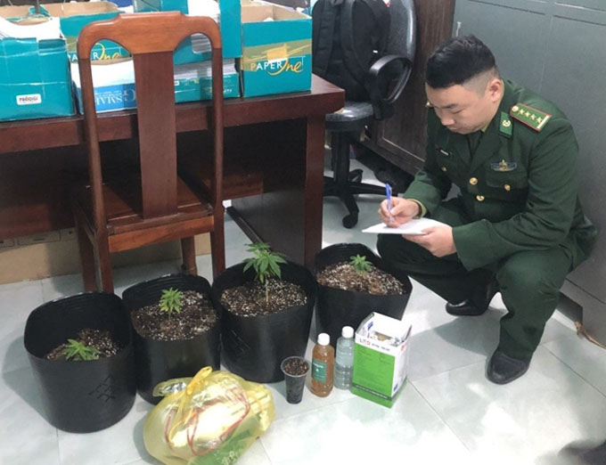 Đặt mua hạt cần sa qua Facebook để ''thâm canh'' tại nhà