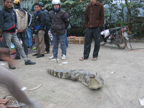 Xẻ thịt cá sấu bán trên vỉa hè Hà Nội