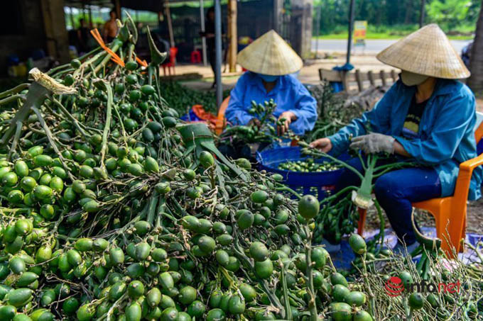 Kiếm nửa tỷ đồng nhờ luộc, sấy cau bán cho thương lái Trung Quốc