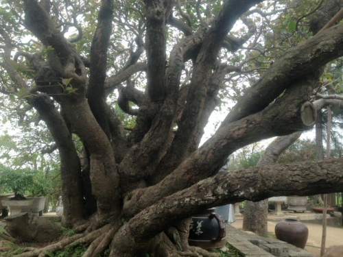 Chiêm ngưỡng cây trâm thân rồng 'độc' nhất Việt Nam, 10 tỷ không bán