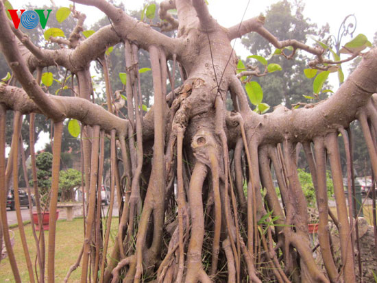 Trưng bày cây cảnh giá hàng chục tỷ tại Hà Nội