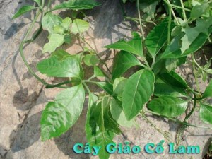 Giảo cổ lam - Một dược liệu quý hiếm ở Việt Nam