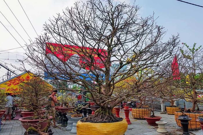 Nổi nhất miền Tây: Cây mai 100 tuổi, cao hơn 5m, hét giá 7 tỷ đồng