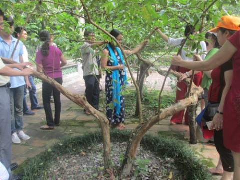 Bí ẩn cây ổi 'biết cười' ở Thanh Hóa