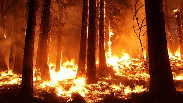Cháy rừng lan rộng tại Siberia và vùng Viễn Đông của Nga
