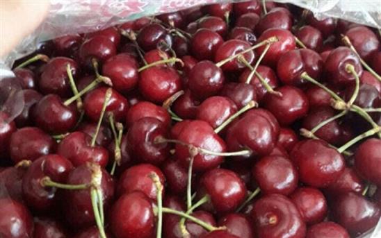 Cherry loạn giá vì hàng Trung Quốc, vừa ăn vừa run
