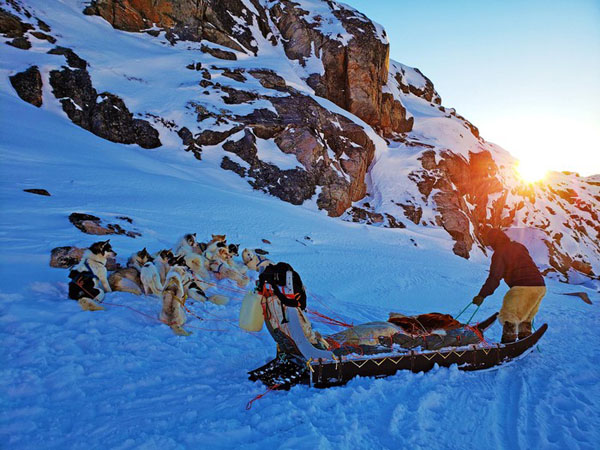 Cuộc đi săn hải cẩu bằng xe chó kéo với dân bản địa Greenland